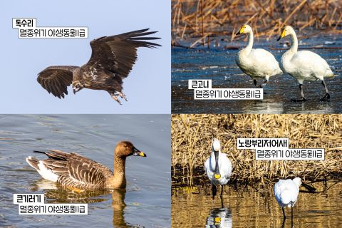 Hyosung corporation continues its long‑term wildlife conservation efforts winter migratory bird protection